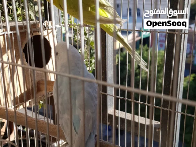 طيور الحب البدجي  ذكر وانثي