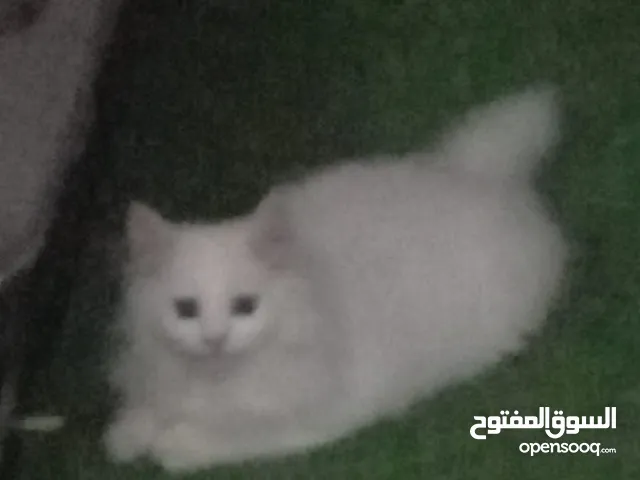 6 month old persian kitten full white male