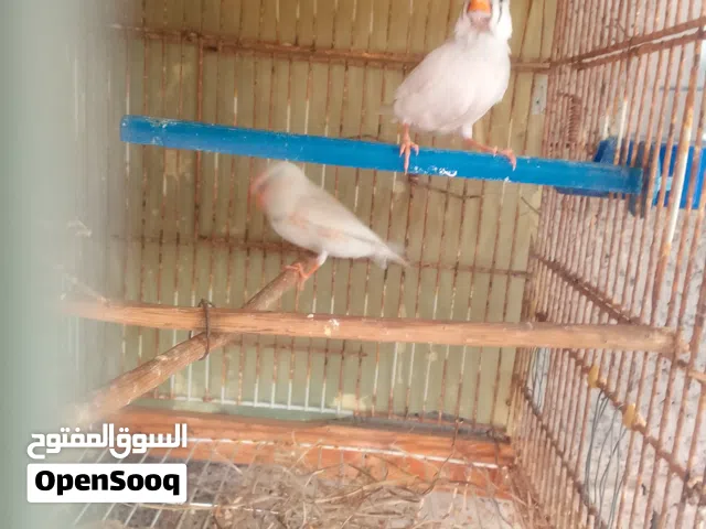 طيور زيبراء
