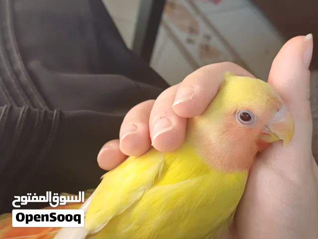 روز اليف (طير الحب) عمره 5 أشهر
