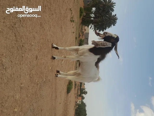 جدي بسم لله مشاء الله مشروع فحل او عيد السن تني المكان الجبل الغربي/ البدارنه