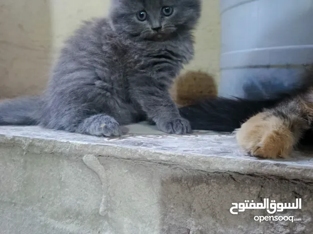 قطط عمر شهرين وشويه متعلمات علتر بوكس ولعوبيات وصحه جيده