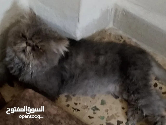 قط للبيع بسم الله ما شاء الله اسم القط طبوش