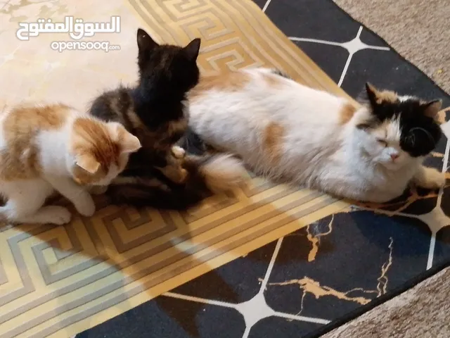 للبيت قطط هملايا بيع مستعجل قطه هيه و افراخها عمر الفراخها 4 اشهر السعر 65 بيع مستعجل البصره الجمهور