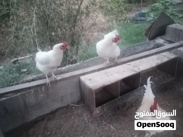 دجاج لوهمان منتج للبيع