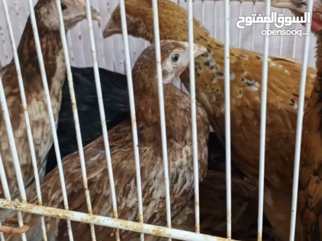 دجاج عرب اصلي فروجات