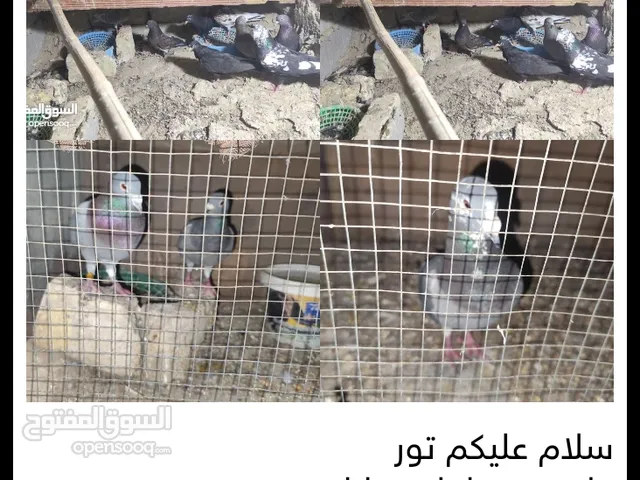 تور ولوت وزواجل قيم وخذ
