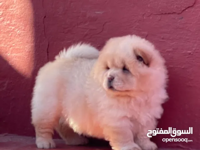 chiot chow age 50 jeur vaccine