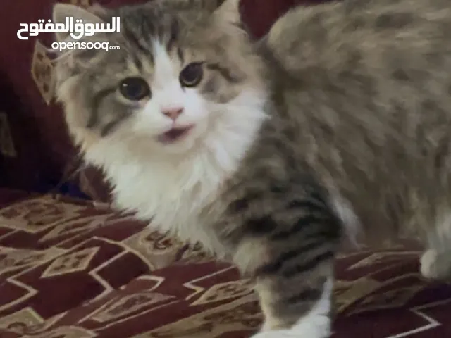 قط للتبني، ذكر