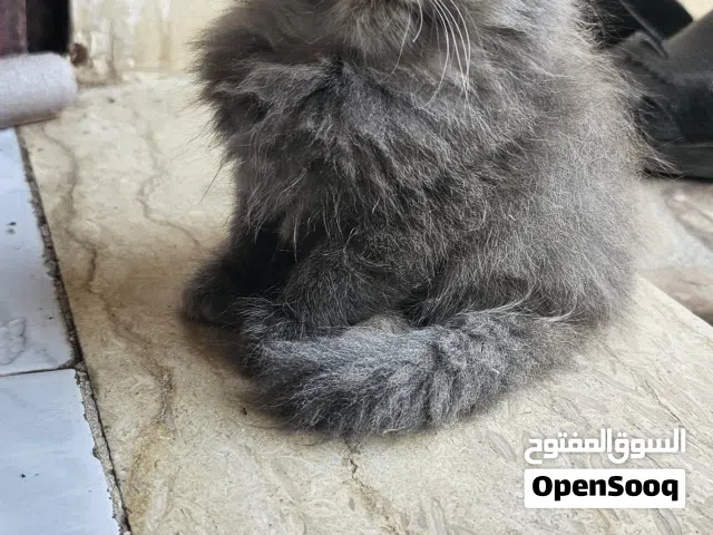 قطة مون فيس .. فراء بلون دخاني نادر