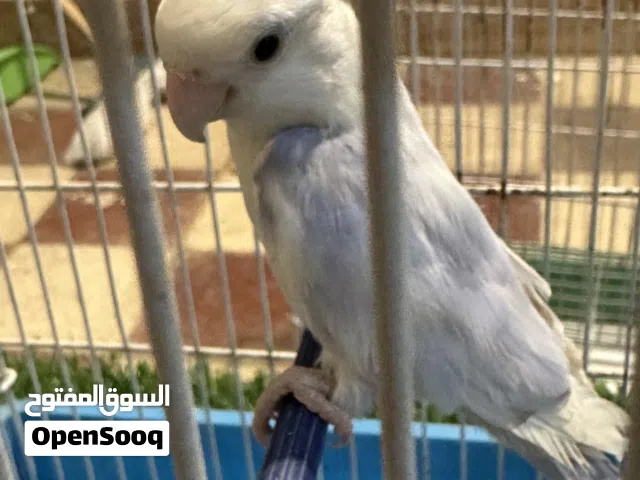 كوبيا روز مضمونه