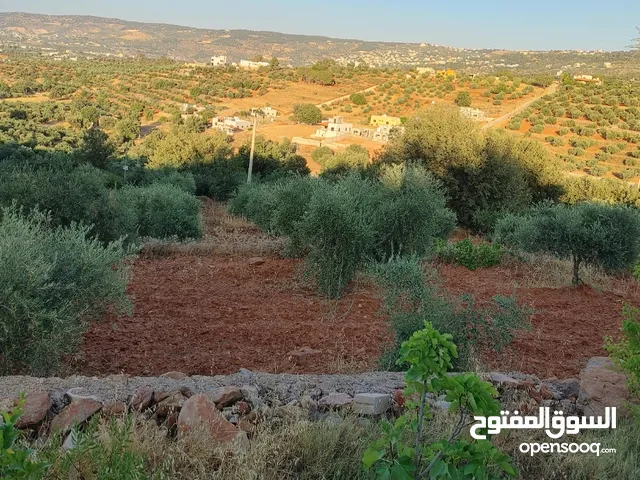ارض 5 دونمات زيتون بلدي مثمر تصلح لل