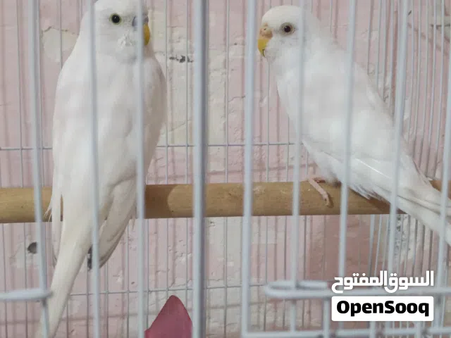 طيور حب هولندي متزاوجات مبزرات يريدن يبيضن بصحه جيده نشاط ماشاء الله عليهن