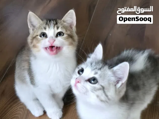 للبيع سكوتش ستريت النوادر ( شهرين ونص )