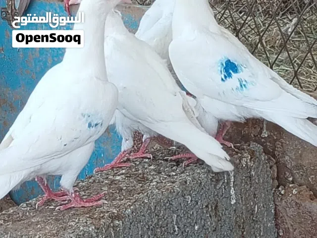 حمام زغاليل لاحم للبيع