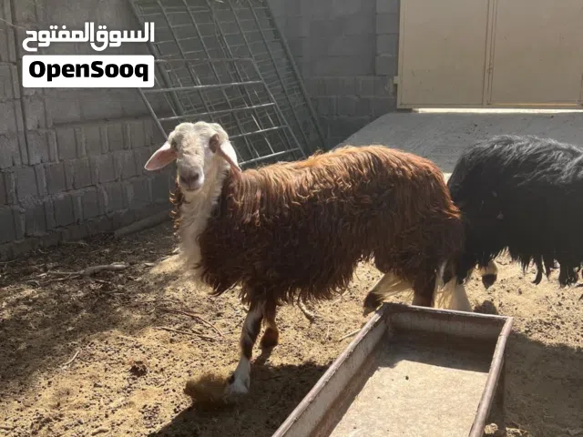 كبش نجدي سمين للبيع