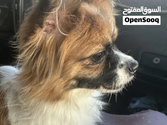 كلبه نظيفه جدا و مدربه