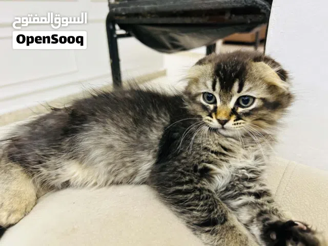 قطط عمر شهر ونص