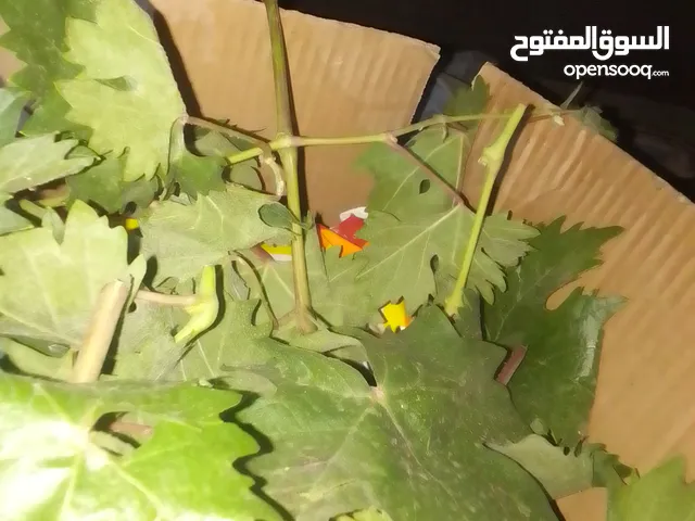 دوالي 5 كيلو