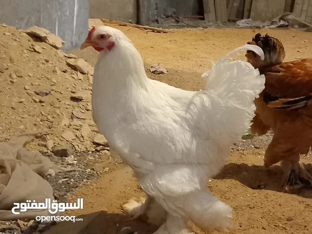 دجاج البراهما العملاق للبيع 7 شهور