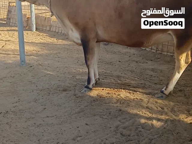 بقرة جرسي بيور