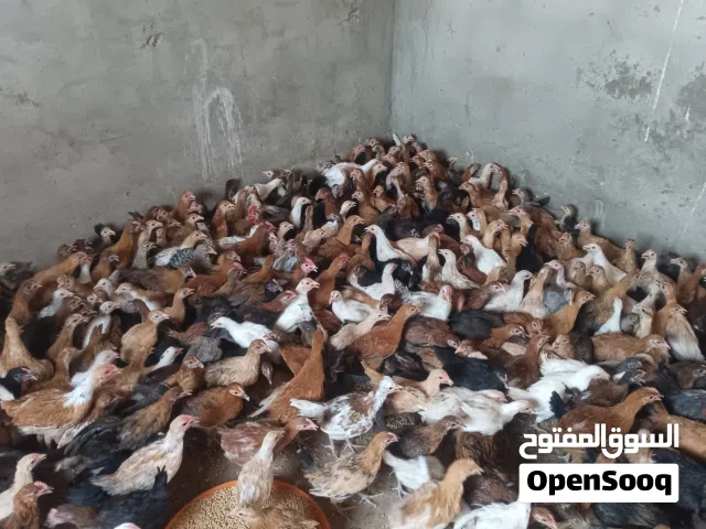 دجاج عمر شهرين  ب 10 ريال 11 حبه بدون ذباح
