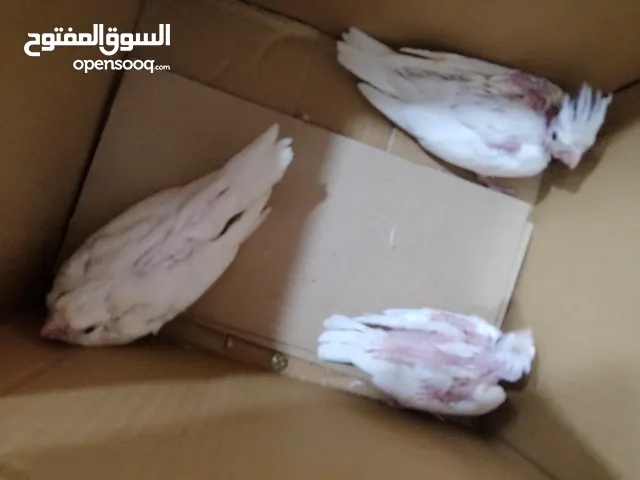 كوكتيل لابينو عيون حمر تبزير عراقي صحه جيده او خشنات مو من هذه ناعم طيور درجه اوله من بطن وحده طيور