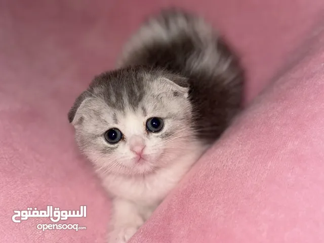 للبيع نثيه عمرها شهر ونص مع اغراضها
