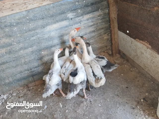 جوز وز معهن خمس فراخ كبار