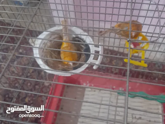 جوز كنار ماشاءالله علي شغال تحتي بيض الموقع سحاب محطة جار لقمر