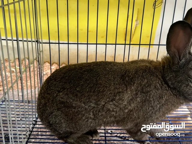 أرانب ذكور هجين عدد 2 شغالات ومنتجات صحة ونظافة