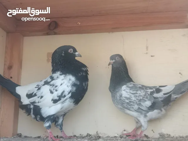 Rampuri Pigeon