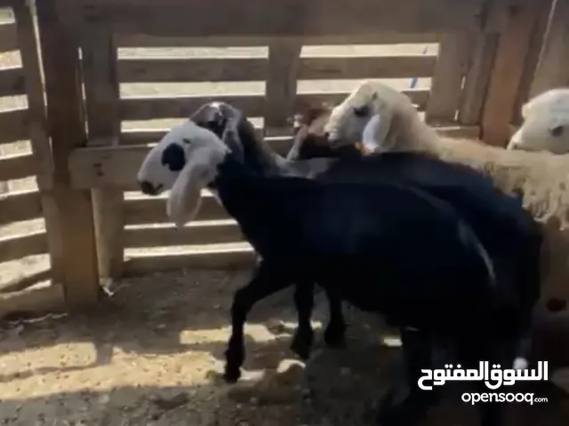 كباشة و تيس محلي