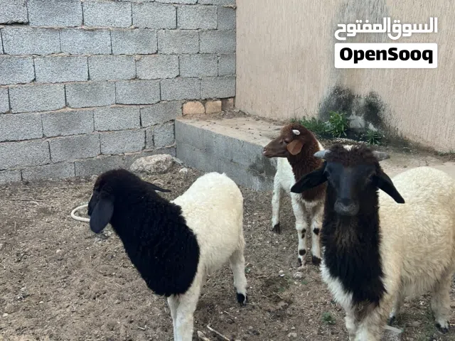 بيع زوز خرفان ربي بارك عمره 3او4اشهور بيع جمله
