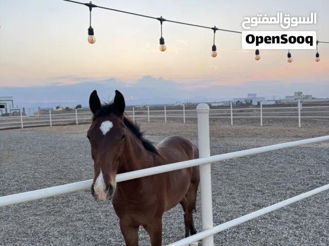 مهر صغير وأليف جدا