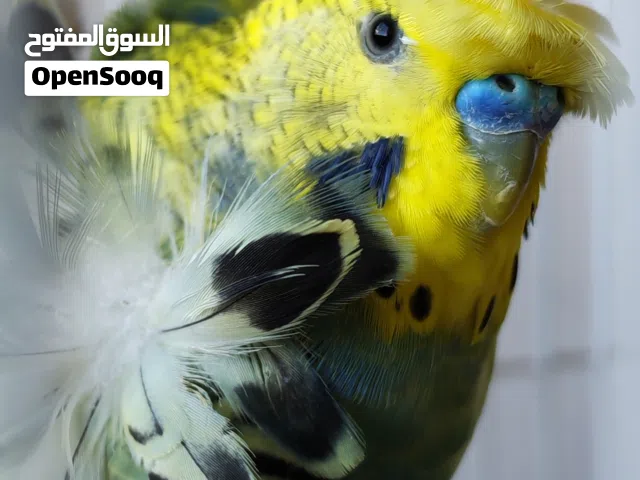 جوز هوقورومو