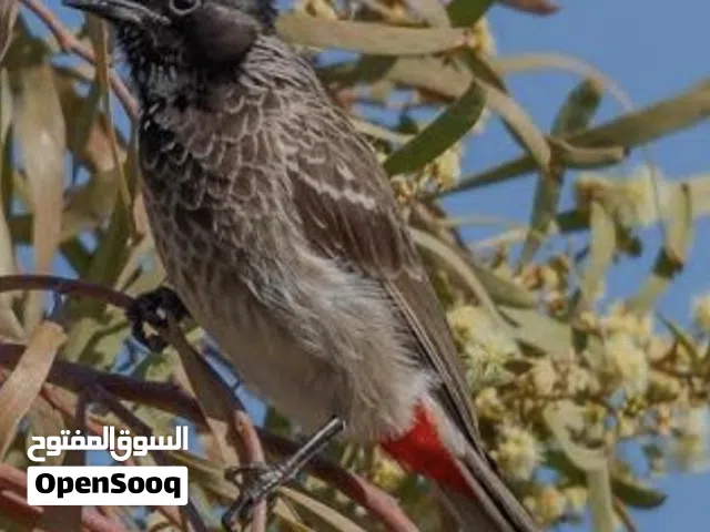 البلبل الكشميري