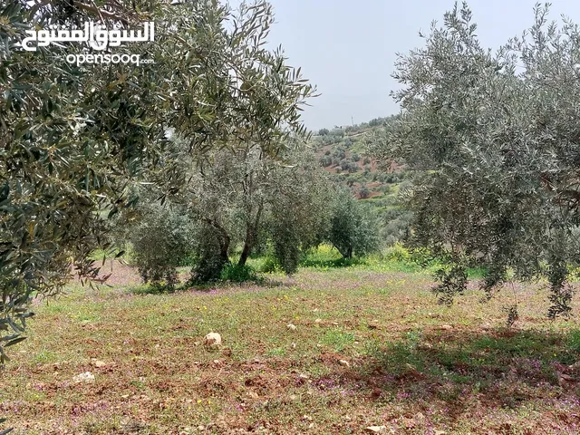 ارض 3 دونمات ونصف للبيع في اجمل مناطق جرش عنيبه حوض الحميدي بسعر لقطه باقل من سعر المنطقه