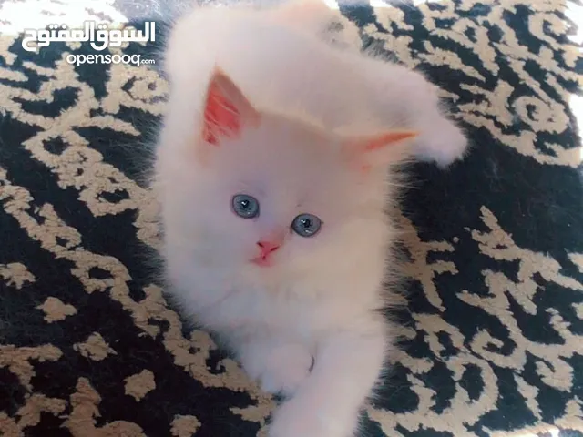 قطط هيملايا بيور كيتن مستوا قوي ما شاء الله Red point