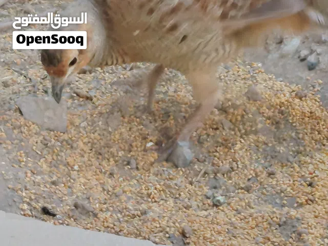 صفر باكستاني للبيع