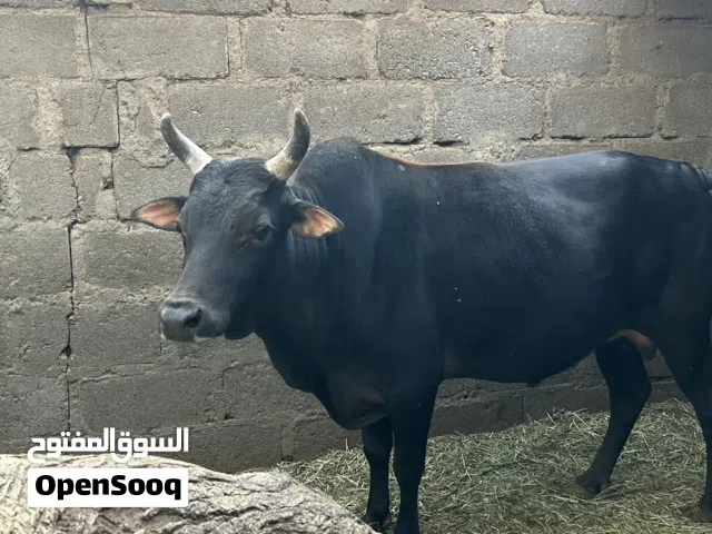 ثور عماني ...