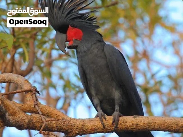 ابحث عن ببغاء للتبني