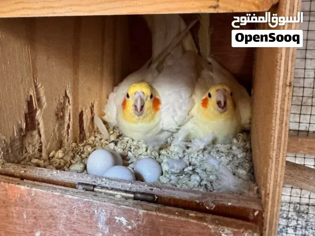 Birds for sale
