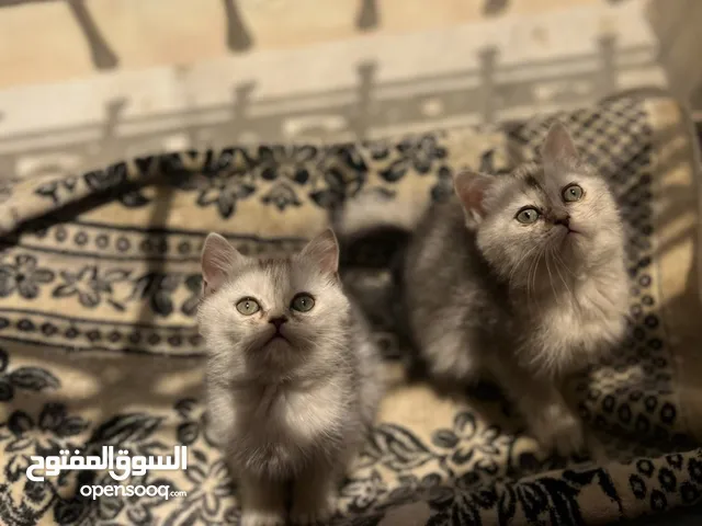 قطط للبيع من أجمل سلالات Silver Shaded – عمر شهرين، مدربة ولطيفة جدا