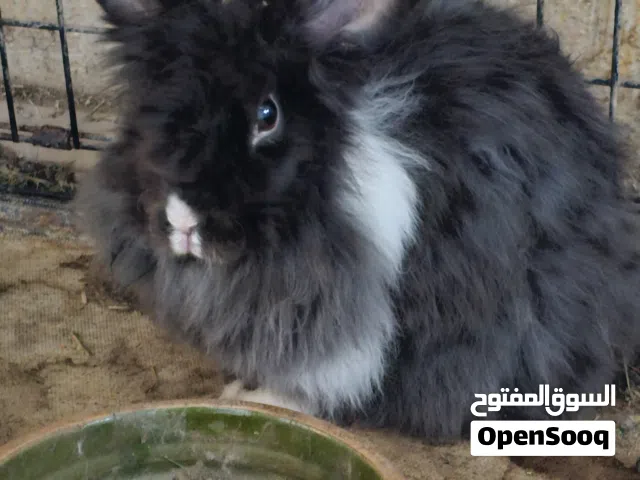 6 أرانب (البيع جملة)
