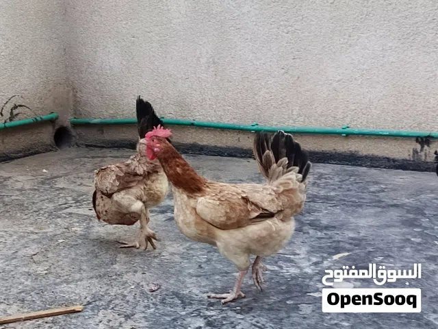 دجاج كويتي مطوك  وحده طوك اصفر وحده طوك احمر والديج دبسي  النصبه والون شوفت عينك بياضات