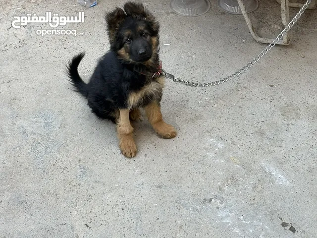 كلب جرو جيرمن العمر شهرين ونصف