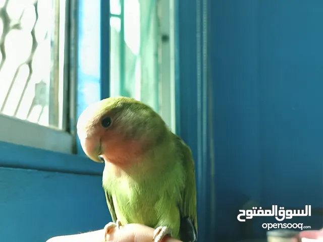 ببغاء روز ذكر اليف عجينة باليد صغير بالعمر امن