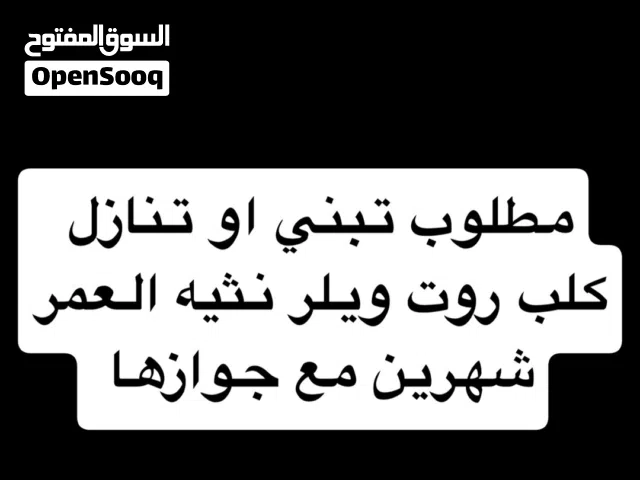 مطلوب تبني روت ويلر !