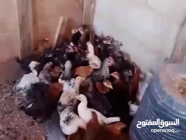 صيصان عمر شهرين للبيع